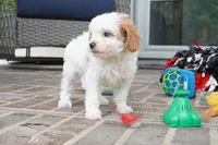 Talli, a female Cavapoo for sale in Moravia, IA – 3 of 5
