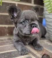 Rori-Fluffy AKC, a female French Bulldog for sale in Moravia, IA – 4 of 6