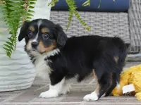 Palmer-Cavacorgi, a female Pembroke Welsh Corgi and Cavalier King Charles Spaniel for sale in Moravia, IA – 2 of 6