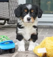 Pippa, a female Pembroke Welsh Corgi and Cavalier King Charles Spaniel for sale in Moravia, IA – 1 of 4
