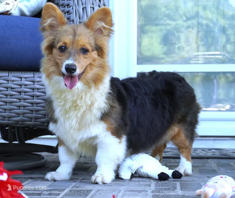 Clyde-Fluffy AKC – Pembroke Welsh Corgi puppy for sale in Moravia, IA