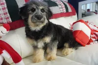 Liv-Corgipoo, a female Pembroke Welsh Corgi and Poodle - Toy  for sale in Moravia, IA – Photo 7 of 7