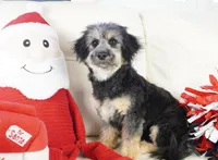 Liv-Corgipoo, a female Pembroke Welsh Corgi and Poodle - Toy  for sale in Moravia, IA – Photo 3 of 7