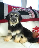 Liv-Corgipoo, a female Pembroke Welsh Corgi and Poodle - Toy  for sale in Moravia, IA – Photo 1 of 7