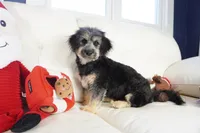 Liv-Corgipoo, a female Pembroke Welsh Corgi and Poodle - Toy  for sale in Moravia, IA – Photo 6 of 7
