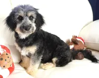 Liv-Corgipoo, a female Pembroke Welsh Corgi and Poodle - Toy  for sale in Moravia, IA – Photo 2 of 7
