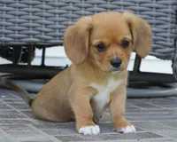 Sawyer-Cavacorgi, a female Pembroke Welsh Corgi and Cavalier King Charles Spaniel for sale in Moravia, IA – 4 of 8