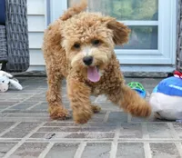 Mason, a male Poodle - Toy  for sale in Moravia, IA – 2 of 10