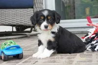 Pippa, a female Pembroke Welsh Corgi and Cavalier King Charles Spaniel for sale in Moravia, IA – 4 of 4
