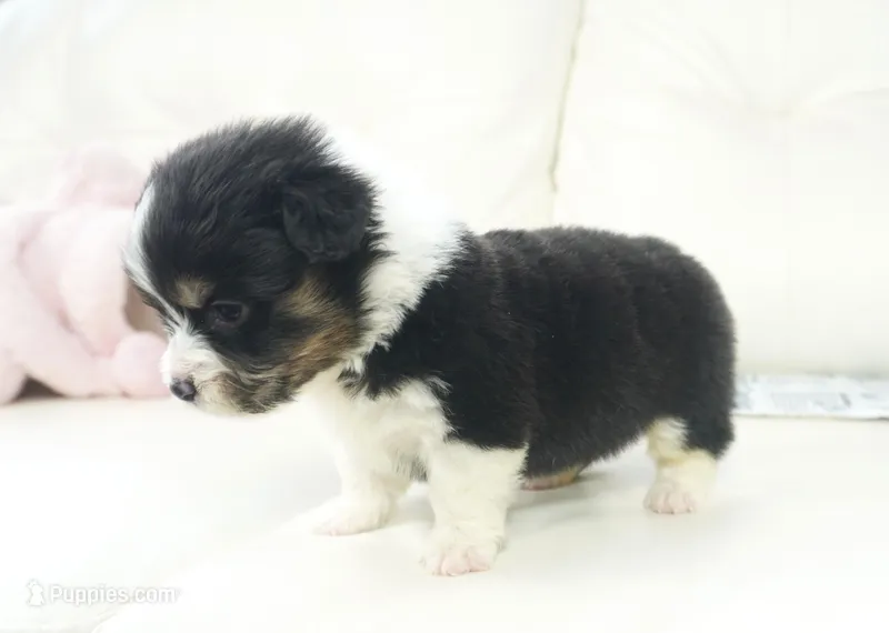 Collin-Fluffy AKC – Pembroke Welsh Corgi puppy for sale in Moravia, IA