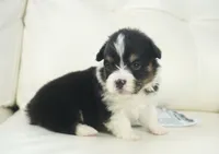 Collin-Fluffy AKC, a female Pembroke Welsh Corgi for sale in Moravia, IA – Photo 2 of 2