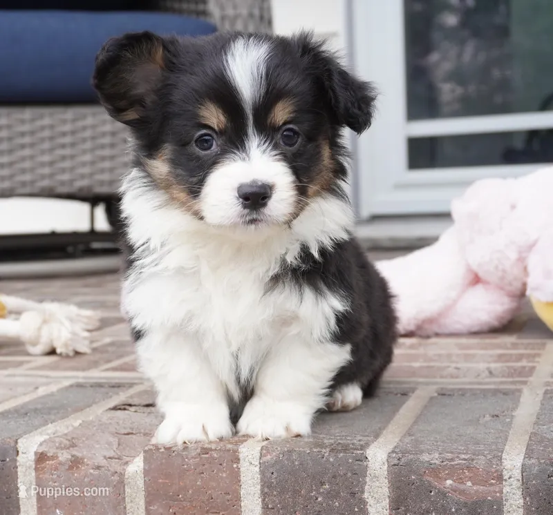 Collin-Fluffy AKC – Pembroke Welsh Corgi puppy for sale in Moravia, IA