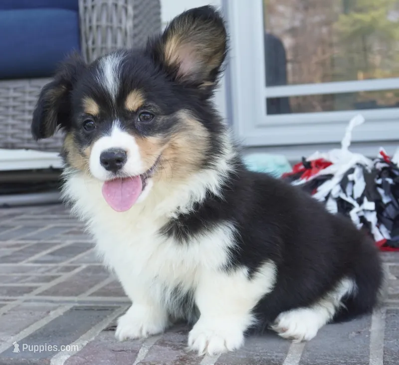 Collin-Fluffy AKC – Pembroke Welsh Corgi puppy for sale in Moravia, IA
