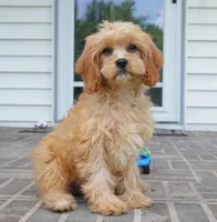Tiago, a female Cavapoo for sale in Moravia, IA – 4 of 8