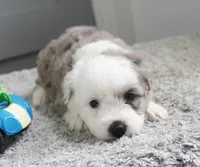 Plum Pudding, a male Sheepadoodle for sale in Moravia, IA – 2 of 2