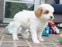 Talli, a female Cavapoo for sale in Moravia, IA – 5 of 5