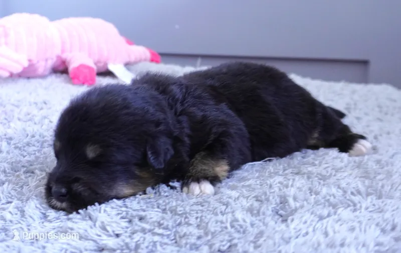 Goldie – Pembroke Welsh Corgi, Poodle - Miniature  puppy for sale in Moravia, IA