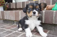 Poppy, a female Pembroke Welsh Corgi and Cavalier King Charles Spaniel for sale in Moravia, IA – 8 of 8