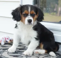 Paul, a male Pembroke Welsh Corgi and Cavalier King Charles Spaniel for sale in Moravia, IA – 4 of 8