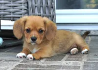 Sawyer-Cavacorgi, a female Pembroke Welsh Corgi and Cavalier King Charles Spaniel for sale in Moravia, IA – 3 of 8