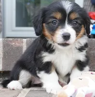 Posey, a female Pembroke Welsh Corgi and Cavalier King Charles Spaniel for sale in Moravia, IA – 4 of 4