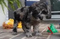 Malia, a female Poodle - Toy  for sale in Moravia, IA – 3 of 6