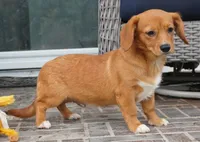 Sawyer-Cavacorgi, a female Pembroke Welsh Corgi and Cavalier King Charles Spaniel for sale in Moravia, IA – 6 of 10