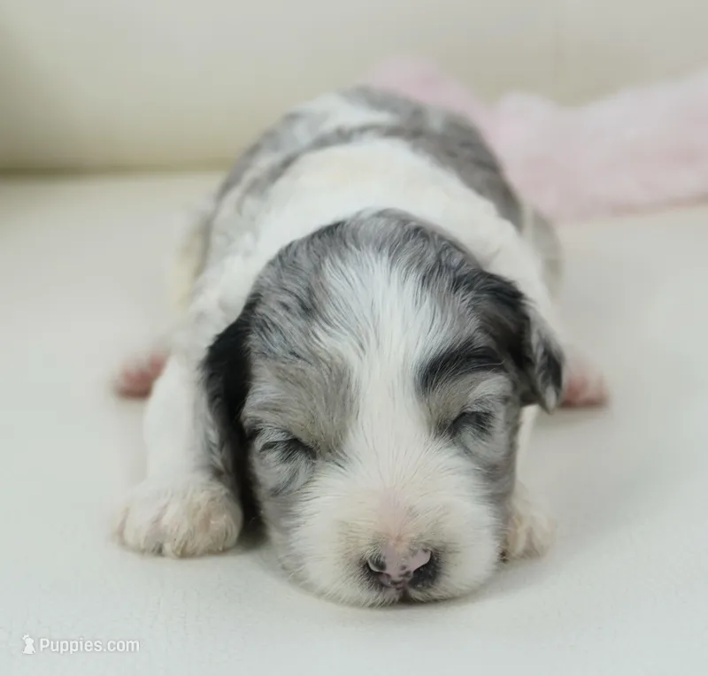 Pallas-Mini – Sheepadoodle puppy for sale in Moravia, IA