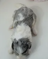 Pallas-Mini, a female Sheepadoodle for sale in Moravia, IA – Photo 4 of 4