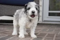 Pallas-Mini, a female Sheepadoodle for sale in Moravia, IA – Photo 5 of 6
