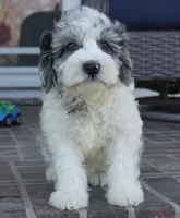 Pallas-Mini, a female Sheepadoodle for sale in Moravia, IA – Photo 2 of 6