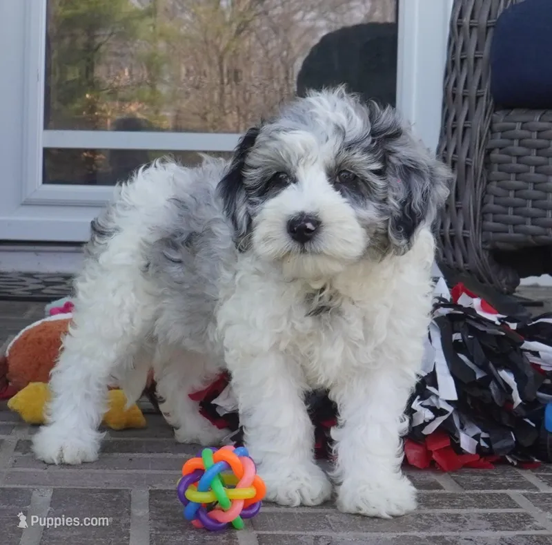 Pallas-Mini – Sheepadoodle puppy for sale in Moravia, IA