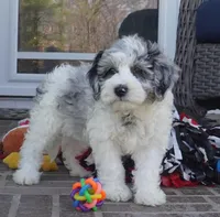 Pallas-Mini, a female Sheepadoodle for sale in Moravia, IA – Photo 1 of 6