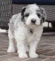 Pallas-Mini, a female Sheepadoodle for sale in Moravia, IA – Photo 4 of 6