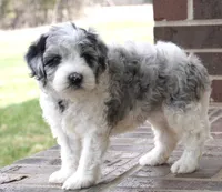 Pallas-Mini, a female Sheepadoodle for sale in Moravia, IA – Photo 3 of 6