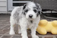 Pallas-Mini, a female Sheepadoodle for sale in Moravia, IA – Photo 6 of 6