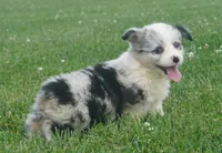 Danni Girl-fluffy, a female Pembroke Welsh Corgi for sale in Moravia, IA – 7 of 9