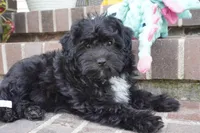 Crockette-Toy, a male Miniature Aussiedoodle for sale in Moravia, IA – 3 of 8