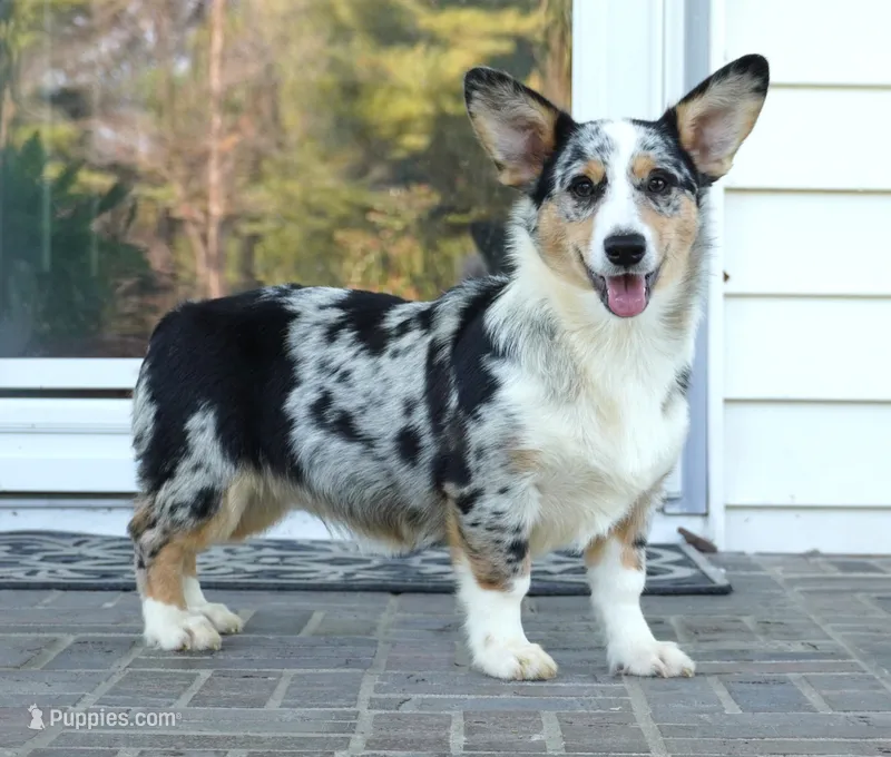 Decklin – Pembroke Welsh Corgi puppy for sale in Moravia, IA
