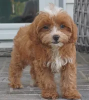 Teagan, a female Cavapoo for sale in Moravia, IA – 3 of 10