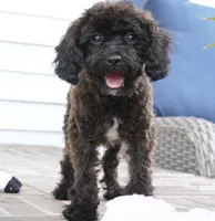 Talia, a female Cavapoo for sale in Moravia, IA – 1 of 7