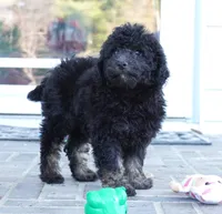 Slade, a male Poodle - Miniature  for sale in Moravia, IA – 2 of 2