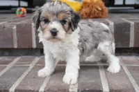 Thea, a female Cavapoo for sale in Moravia, IA – 4 of 4