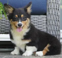 Cyrus-Fluffy AKC, a male Pembroke Welsh Corgi for sale in Moravia, IA – 4 of 10