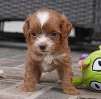 Teagan, a female Cavapoo for sale in Moravia, IA – 2 of 4