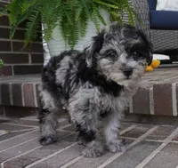 Rylee, a female Poodle - Toy  for sale in Moravia, IA – 6 of 8