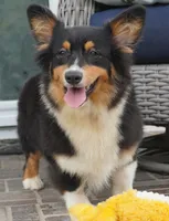 Cyrus-Fluffy AKC, a male Pembroke Welsh Corgi for sale in Moravia, IA – 2 of 8
