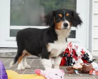 Posey, a female Pembroke Welsh Corgi and Cavalier King Charles Spaniel for sale in Moravia, IA – 3 of 9