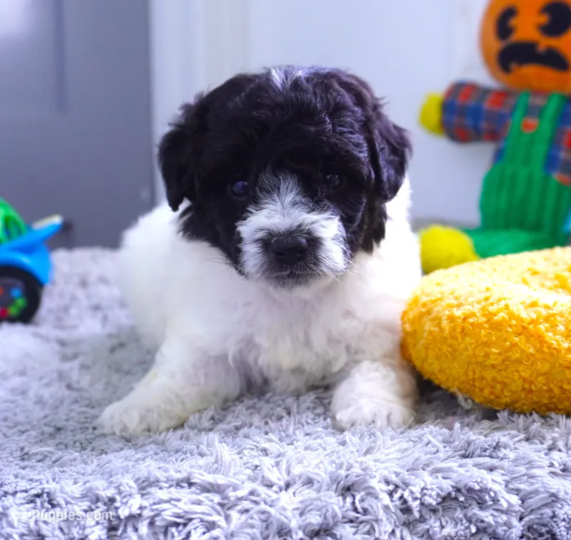 Strawberry Shortcake – Sheepadoodle puppy for sale in Moravia, IA