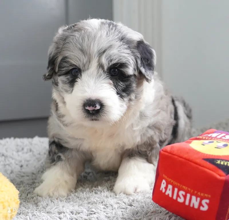 Seaberry Delight – Sheepadoodle puppy for sale in Moravia, IA